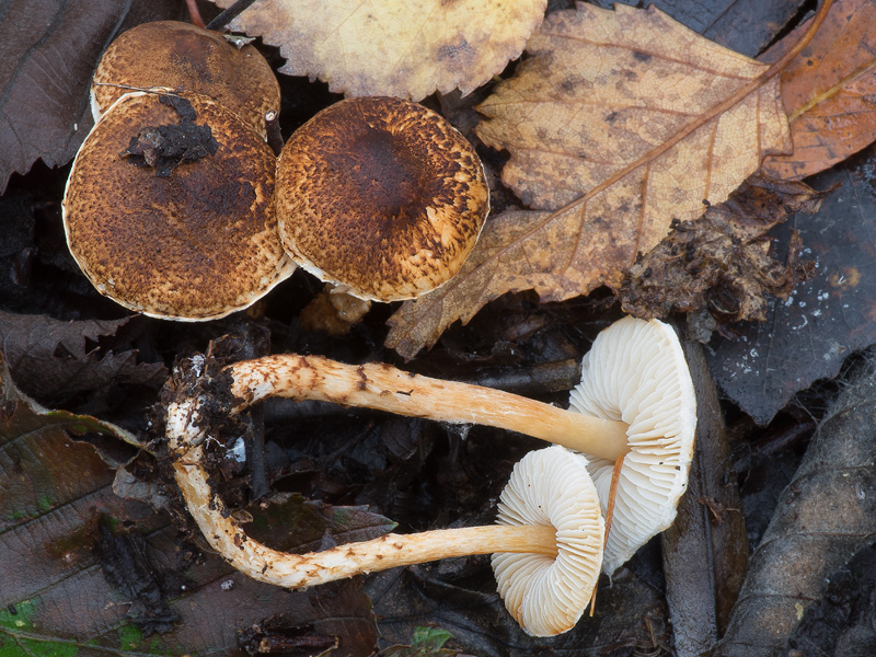 Lepiota castanea